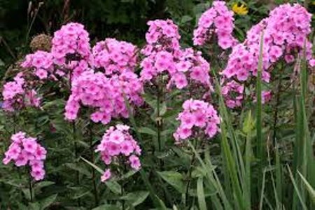 Phlox (P) 'Eva Cullum' geen maat specificatie 0,55L/P9cm - afbeelding 2