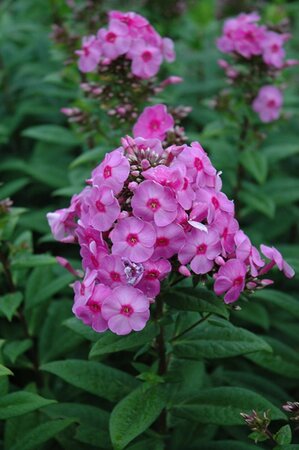 Phlox (P) 'Eva Cullum' geen maat specificatie 0,55L/P9cm - afbeelding 3