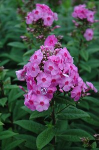 Phlox (P) 'Eva Cullum' geen maat specificatie 0,55L/P9cm - afbeelding 3