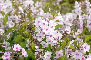 Phlox (P) 'Europa' geen maat specificatie 0,55L/P9cm