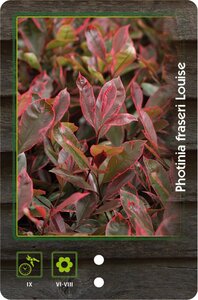 Photinia fraseri Louise 60-80 cm cont. 7,5L - afbeelding 3