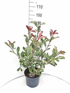 Photinia fraseri Louise 60-80 cm cont. 7,5L