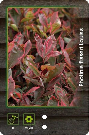 Photinia fraseri Louise 60-80 cm cont. 7,5L - afbeelding 2