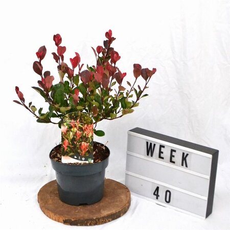 Photinia fraseri 'Little Red Robin' 25-30 cm cont. 3,0L - afbeelding 4