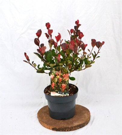 Photinia fraseri 'Little Red Robin' 25-30 cm cont. 3,0L - afbeelding 5