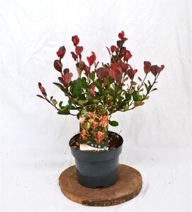 Photinia fraseri 'Little Red Robin' 25-30 cm cont. 3,0L - afbeelding 5