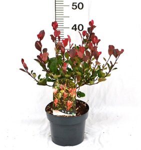 Photinia fraseri 'Little Red Robin' 25-30 cm cont. 3,0L - afbeelding 6