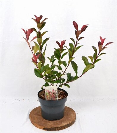 Photinia fraseri 'Mandarino' 40-50 cm cont. 3,0L - afbeelding 1