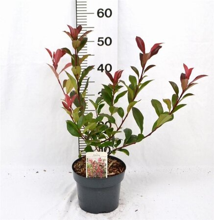 Photinia fraseri 'Mandarino' 40-50 cm cont. 3,0L - afbeelding 2