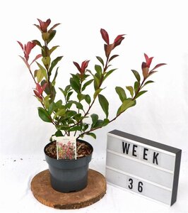 Photinia fraseri 'Mandarino' 40-50 cm cont. 3,0L - afbeelding 3