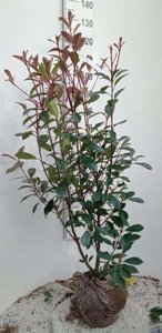 Photinia fraseri 'Red Robin'= 'Roodborstje' 100-125 cm met kluit - afbeelding 4