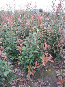 Photinia fraseri 'Red Robin'= 'Roodborstje' 100-125 cm met kluit - afbeelding 3