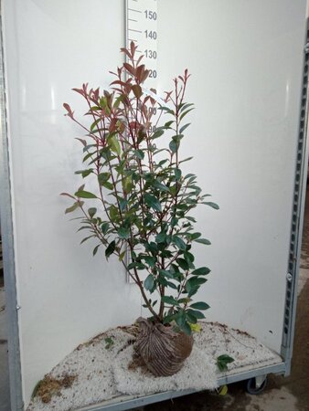 Photinia fraseri 'Red Robin'= 'Roodborstje' 100-125 cm met kluit - afbeelding 2