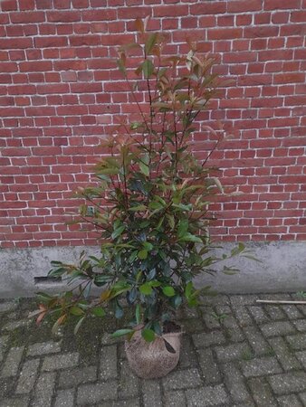 Photinia fraseri 'Red Robin'= 'Roodborstje' 100-125 cm met kluit - afbeelding 8