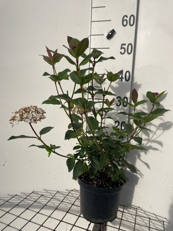 Photinia fraseri 'Red Robin'= 'Roodborstje' 100-125 cm met kluit - afbeelding 11