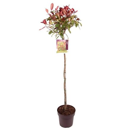 Photinia fraseri 'Red Robin'= 'Roodborstje' 100 cm stam cont. 10L - afbeelding 2