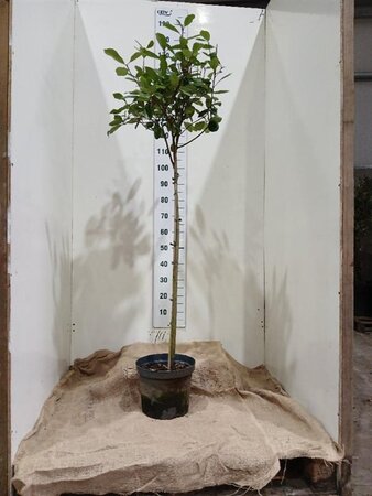 Photinia fraseri 'Red Robin'= 'Roodborstje' 100 cm stam cont. 10L - afbeelding 1