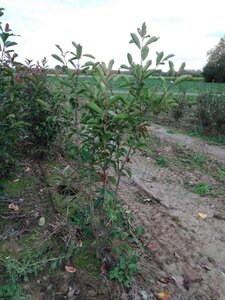 Photinia fraseri 'Red Robin'= 'Roodborstje' 125-150 cm met kluit - afbeelding 8