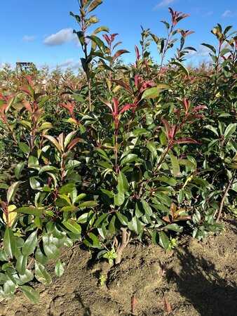 Photinia fraseri 'Red Robin'= 'Roodborstje' 125-150 cm met kluit - afbeelding 9