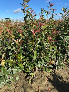 Photinia fraseri 'Red Robin'= 'Roodborstje' 125-150 cm met kluit - afbeelding 9
