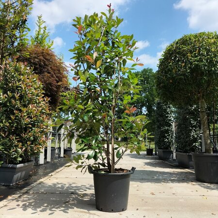 Photinia fraseri 'Red Robin'= 'Roodborstje' 150-175 cm cont. 20L - afbeelding 1