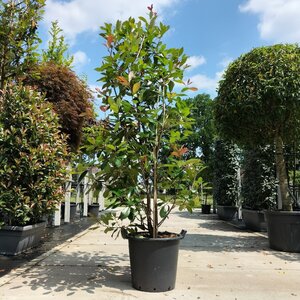 Photinia fraseri 'Red Robin'= 'Roodborstje' 150-175 cm cont. 20L
