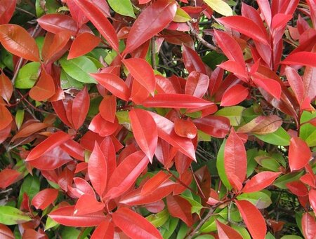 Photinia fraseri 'Red Robin'= 'Roodborstje' 150-175 cm cont. 20L - afbeelding 4