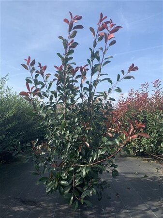 Photinia fraseri 'Red Robin'= 'Roodborstje' 150-175 cm cont. 20L - afbeelding 3