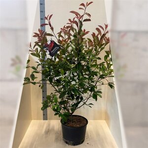 Photinia fraseri 'Red Robin'= 'Roodborstje' 150-175 cm cont. 20L - afbeelding 6
