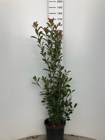 Photinia fraseri 'Red Robin'= 'Roodborstje' 150-175 cm cont. 20L - afbeelding 5