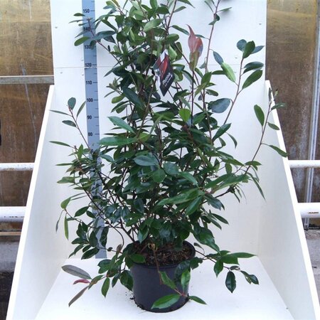Photinia fraseri 'Red Robin'= 'Roodborstje' 150-175 cm cont. 20L - afbeelding 4