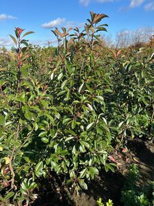 Photinia fraseri 'Red Robin'= 'Roodborstje' 150-175 cm met kluit - afbeelding 9