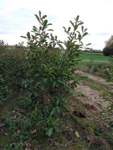 Photinia fraseri 'Red Robin'= 'Roodborstje' 150-175 cm met kluit - afbeelding 8
