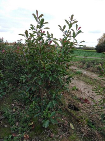 Photinia fraseri 'Red Robin'= 'Roodborstje' 150-175 cm RB - image 8
