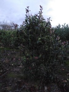 Photinia fraseri 'Red Robin'= 'Roodborstje' 175-200 cm met kluit