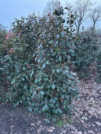 Photinia fraseri 'Red Robin'= 'Roodborstje' 175-200 cm met kluit - afbeelding 2