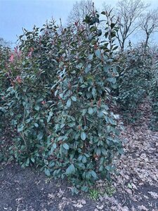 Photinia fraseri 'Red Robin'= 'Roodborstje' 175-200 cm met kluit - afbeelding 2