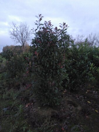 Photinia fraseri 'Red Robin'= 'Roodborstje' 200-250 cm met kluit - afbeelding 8