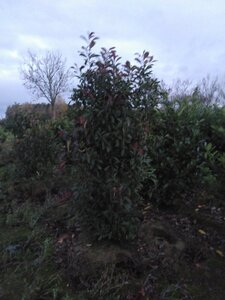 Photinia fraseri 'Red Robin'= 'Roodborstje' 200-250 cm met kluit - afbeelding 8