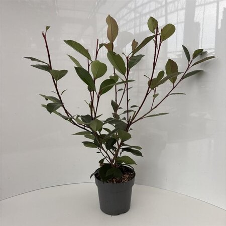 Photinia fraseri 'Red Robin'= 'Roodborstje' 40-50 cm cont. 2,0L - afbeelding 2