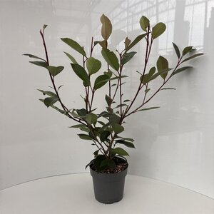 Photinia fraseri 'Red Robin'= 'Roodborstje' 40-50 cm cont. 2,0L - afbeelding 2