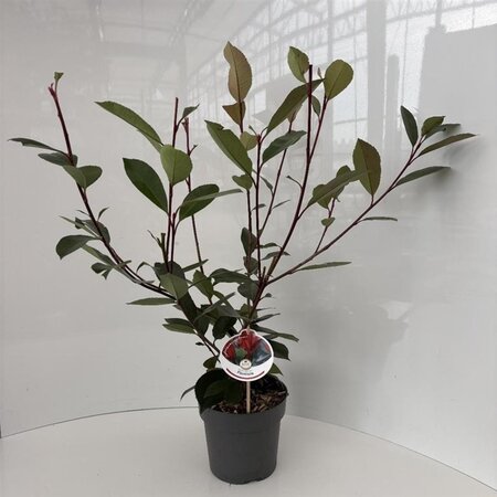 Photinia fraseri 'Red Robin'= 'Roodborstje' 40-50 cm cont. 2,0L - afbeelding 3