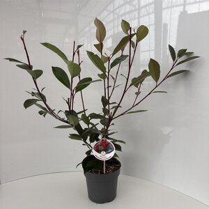 Photinia fraseri 'Red Robin'= 'Roodborstje' 40-50 cm cont. 2,0L - afbeelding 3