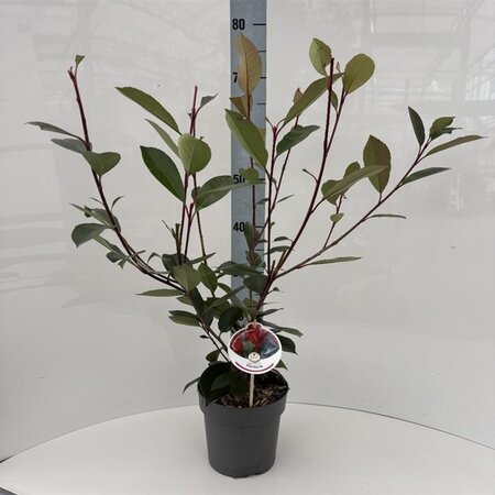 Photinia fraseri 'Red Robin'= 'Roodborstje' 40-50 cm cont. 2,0L - afbeelding 4