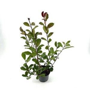 Photinia fraseri 'Red Robin'= 'Roodborstje' 40-50 cm cont. 2,0L