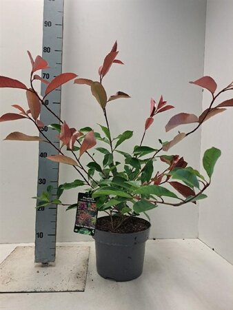 Photinia fraseri 'Red Robin'= 'Roodborstje' 60-80 cm cont. 5,0L - afbeelding 3