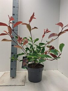 Photinia fraseri 'Red Robin'= 'Roodborstje' 60-80 cm cont. 5,0L - afbeelding 3
