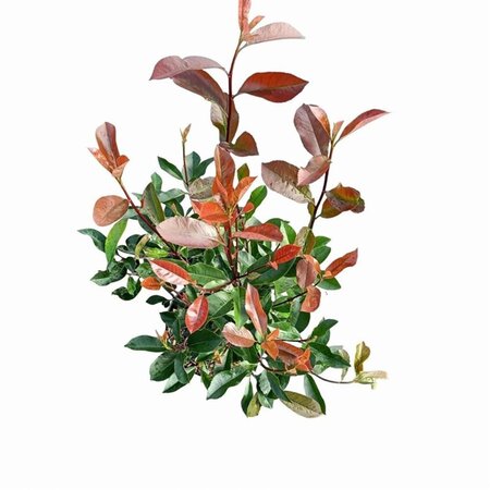 Photinia fraseri 'Red Robin'= 'Roodborstje' 60-80 cm cont. 5,0L - afbeelding 6
