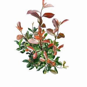 Photinia fraseri 'Red Robin'= 'Roodborstje' 60-80 cm cont. 5,0L - afbeelding 6
