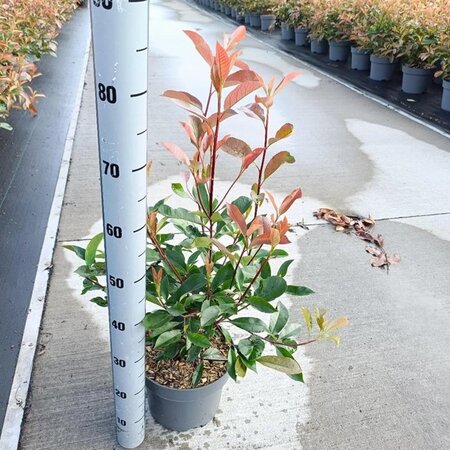 Photinia fraseri 'Red Robin'= 'Roodborstje' 60-80 cm cont. 5,0L - afbeelding 5